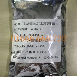 BACILLUS SUBSTILIS